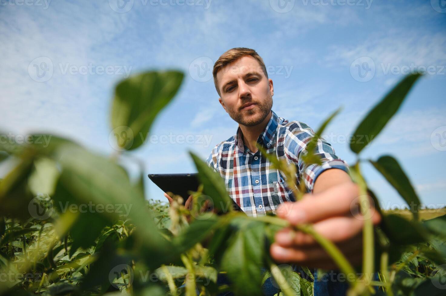 Agronomist inspecting soya bean crops growing in the farm field. Agriculture production concept. young agronomist examines soybean crop on field in summer. Farmer on soybean field. photo