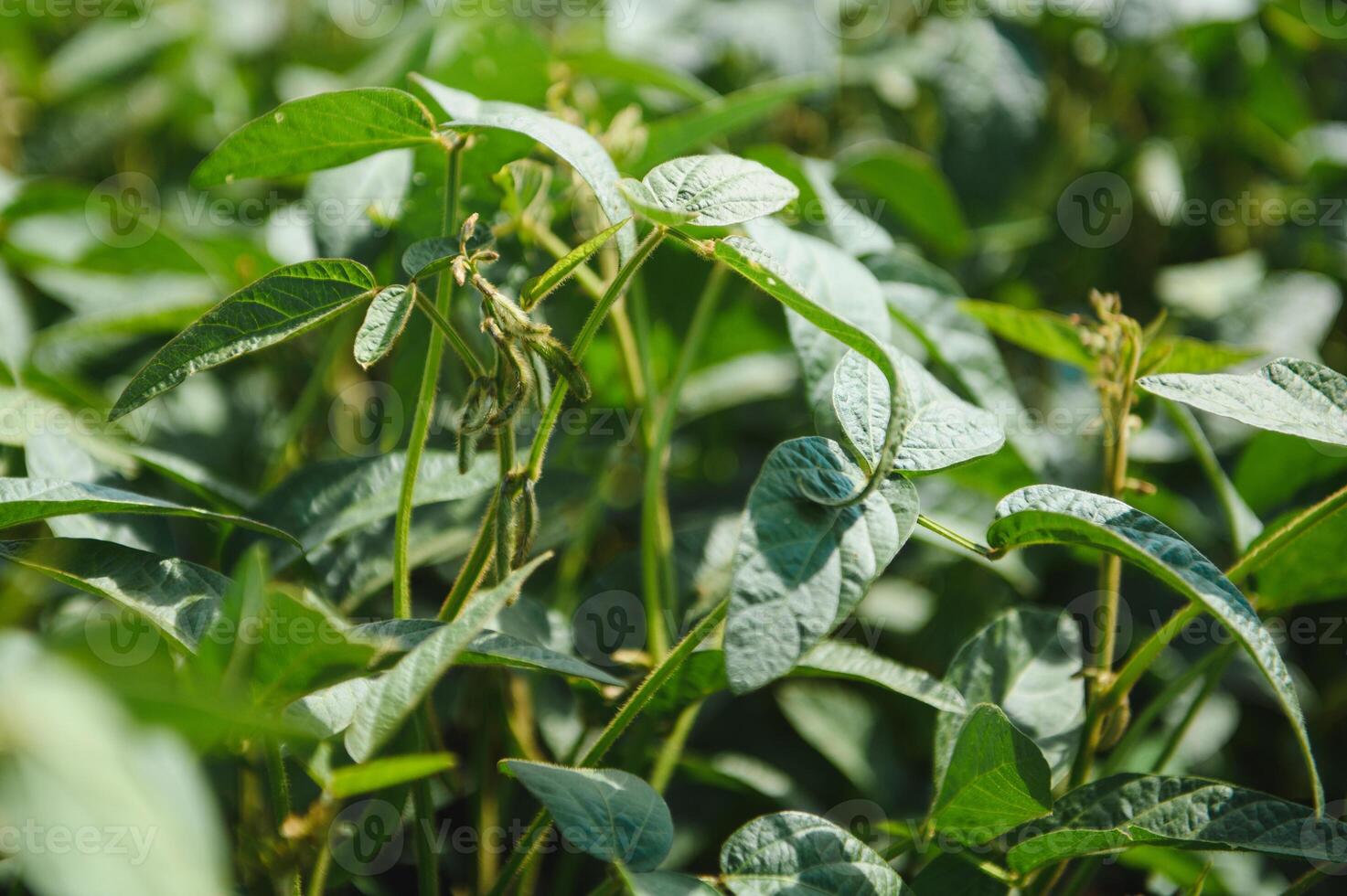 Soy pods at sunset, close up. Agricultural soy plantation and sunshine. Soy bean plant in sunny field . Green growing soybeans against sunlight photo