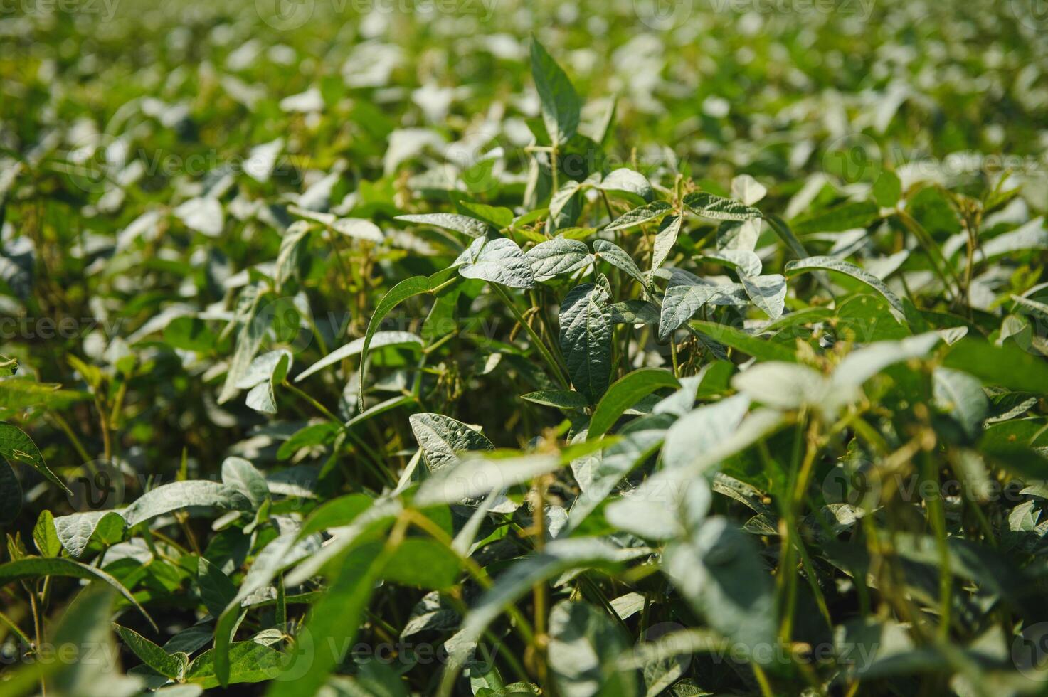 Soy pods at sunset, close up. Agricultural soy plantation and sunshine. Soy bean plant in sunny field . Green growing soybeans against sunlight photo