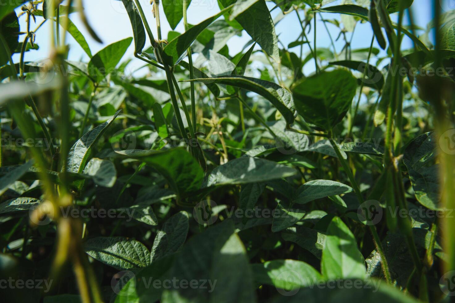 Soy pods at sunset, close up. Agricultural soy plantation and sunshine. Soy bean plant in sunny field . Green growing soybeans against sunlight photo