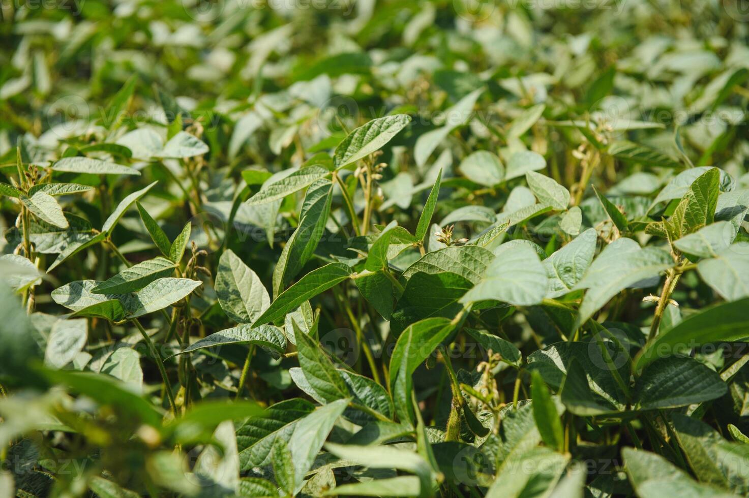 Soy pods at sunset, close up. Agricultural soy plantation and sunshine. Soy bean plant in sunny field . Green growing soybeans against sunlight photo