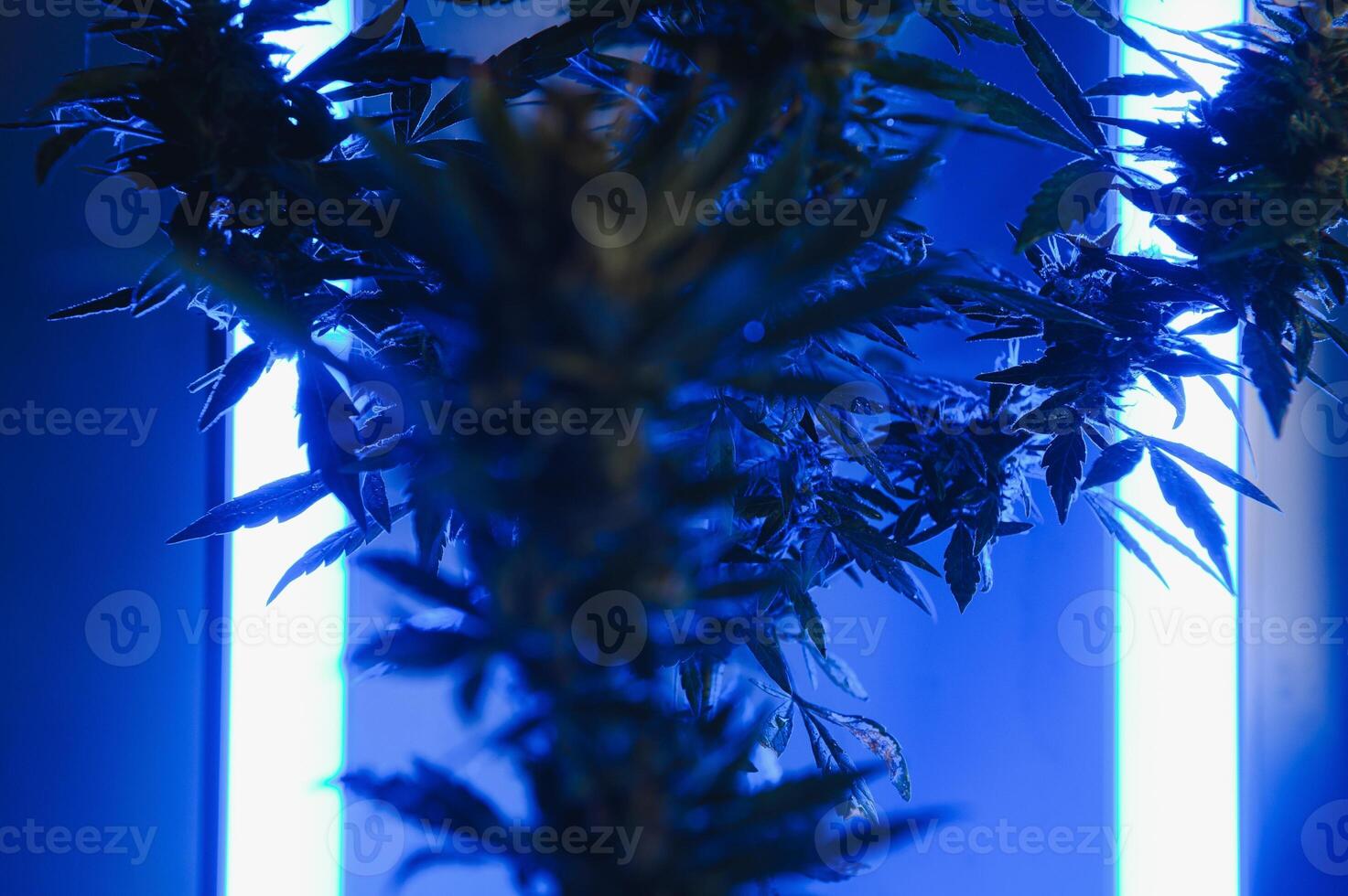 cannabis plant with big leaves and flowering bud. Medical Marijuana plant. Aesthetic look on agricultural strain of marijuana hemp photo