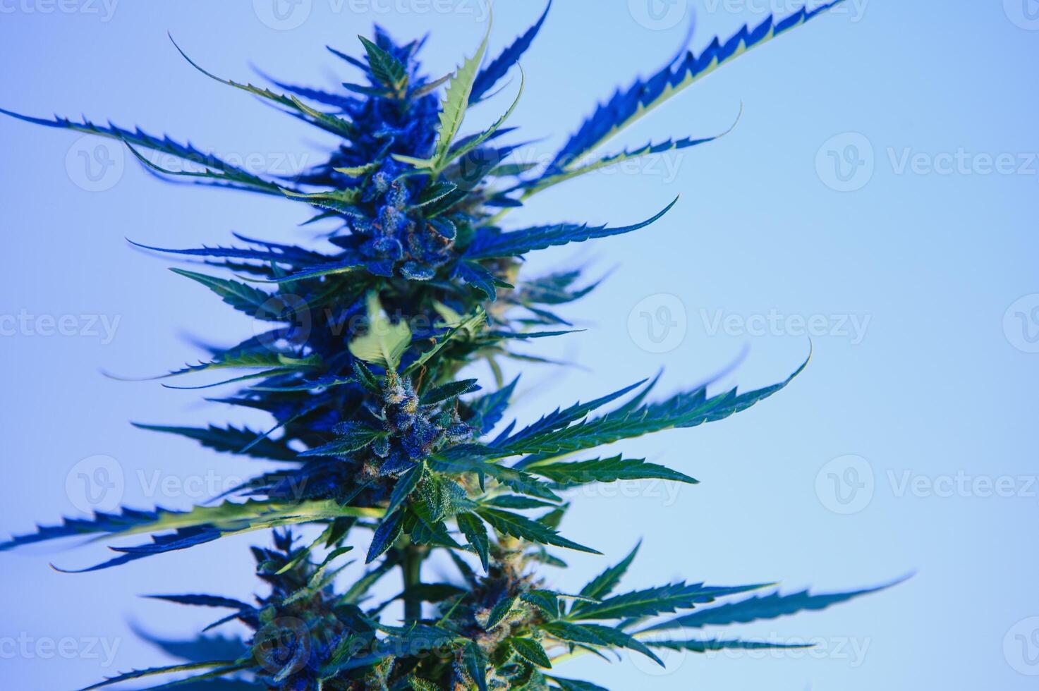 Marijuana medicinal plant in light pastel colors. A hemp bush with a creamy pink purple light and a blue-green tint. Fresh new look art style of alternative medicinal marijuanna in fluorescent light. photo