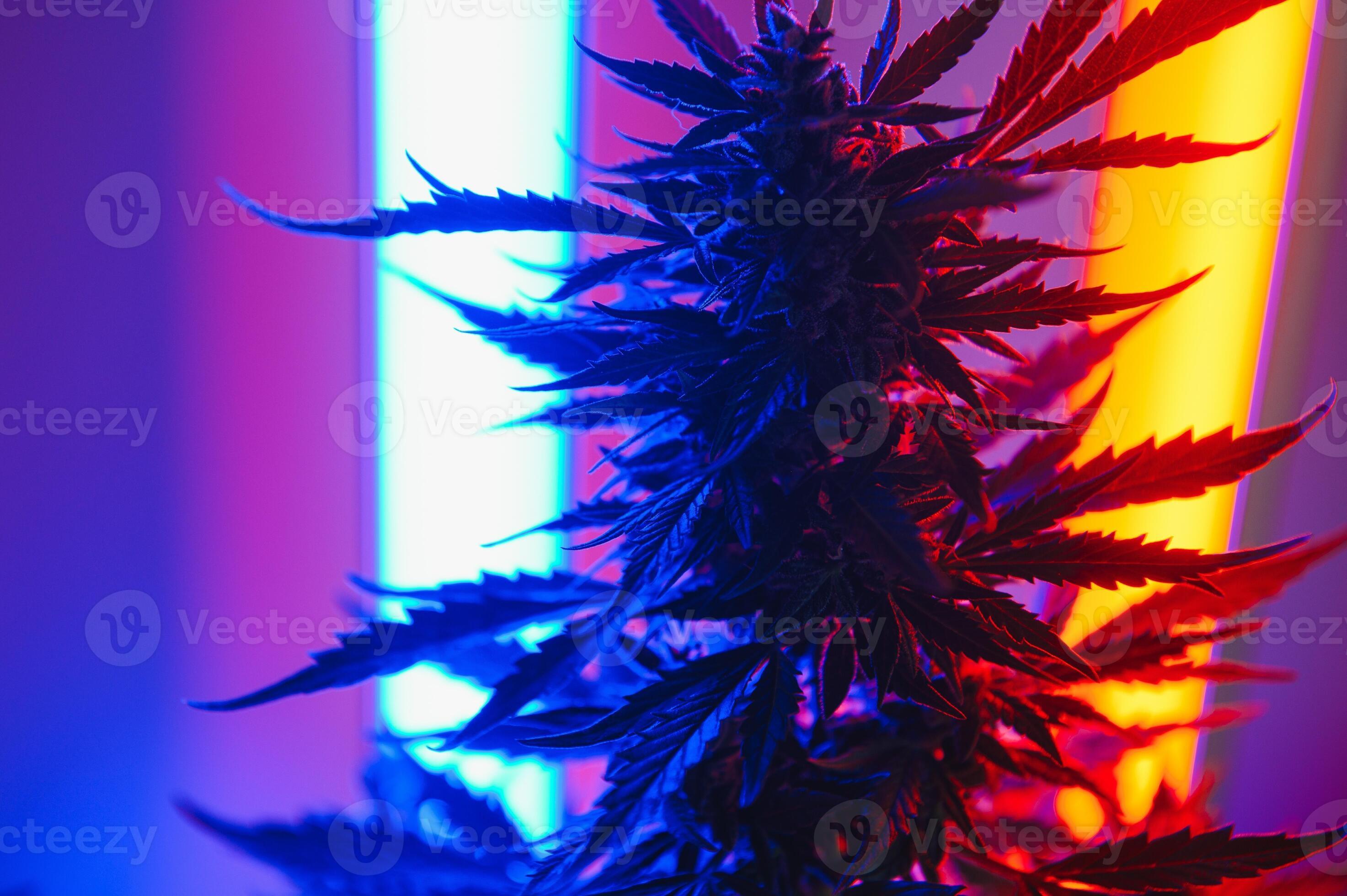 Indica Flower Onlyfans: Creating Waves - 0tzfgtc