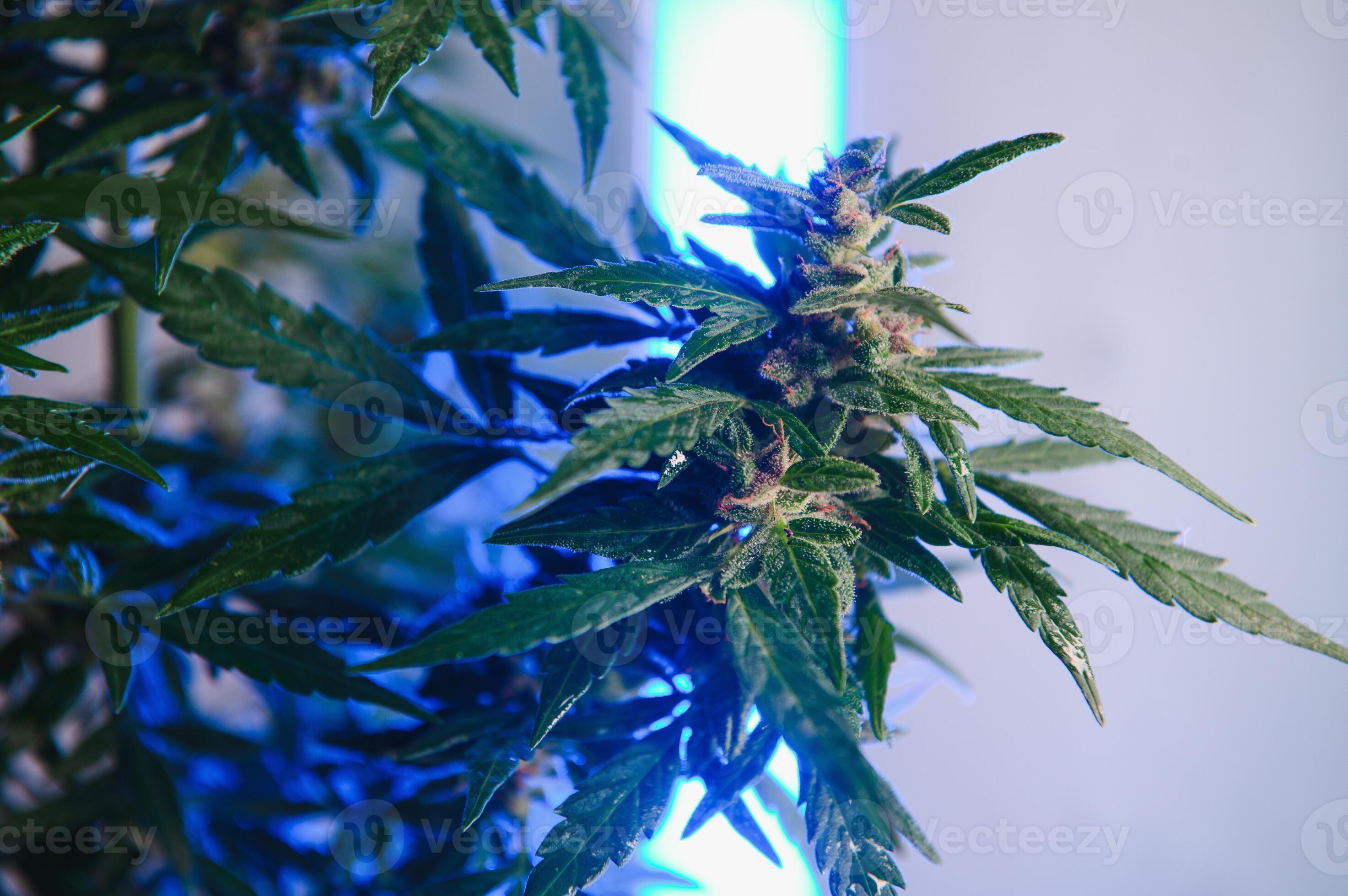 Indica Flower Onlyfans: Creating Waves - st4430y