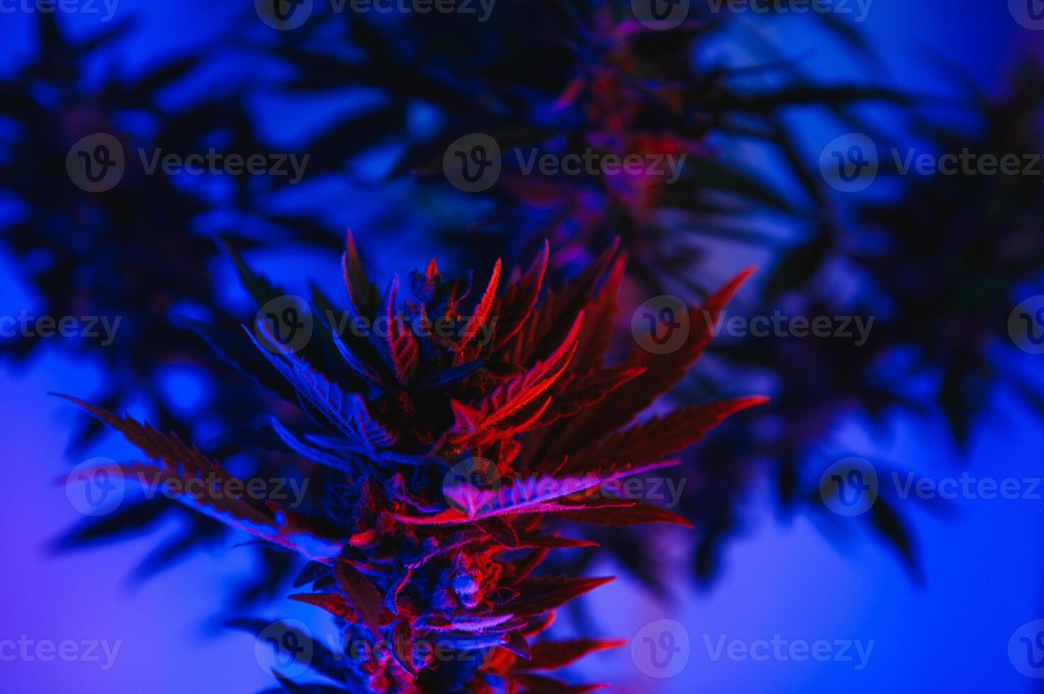 cannabis plant with big leaves and flowering bud. Medical Marijuana plant. Aesthetic look on agricultural strain of marijuana hemp photo