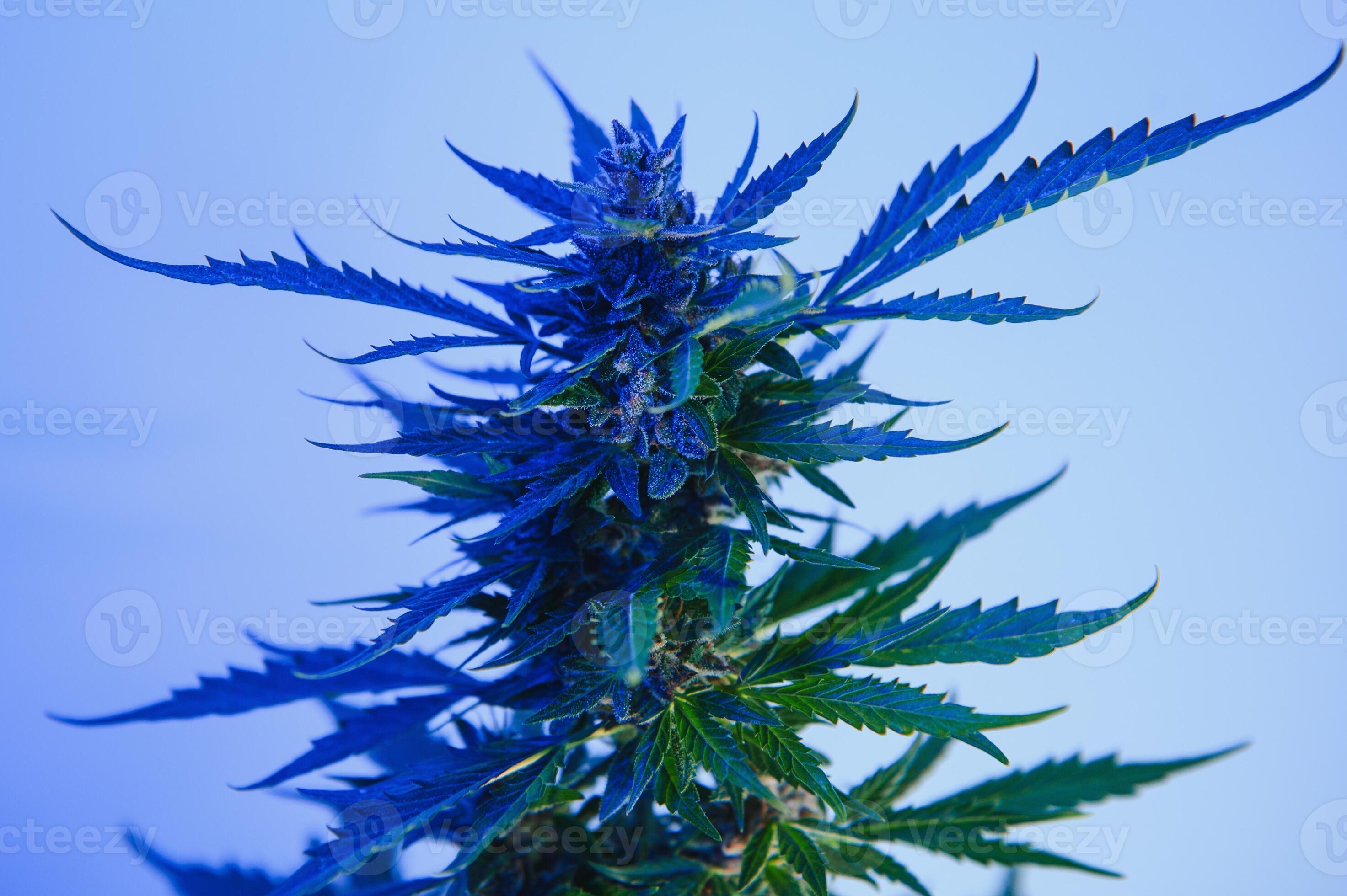 Indica Flower Onlyfans: Creating Waves - 82qrfn3