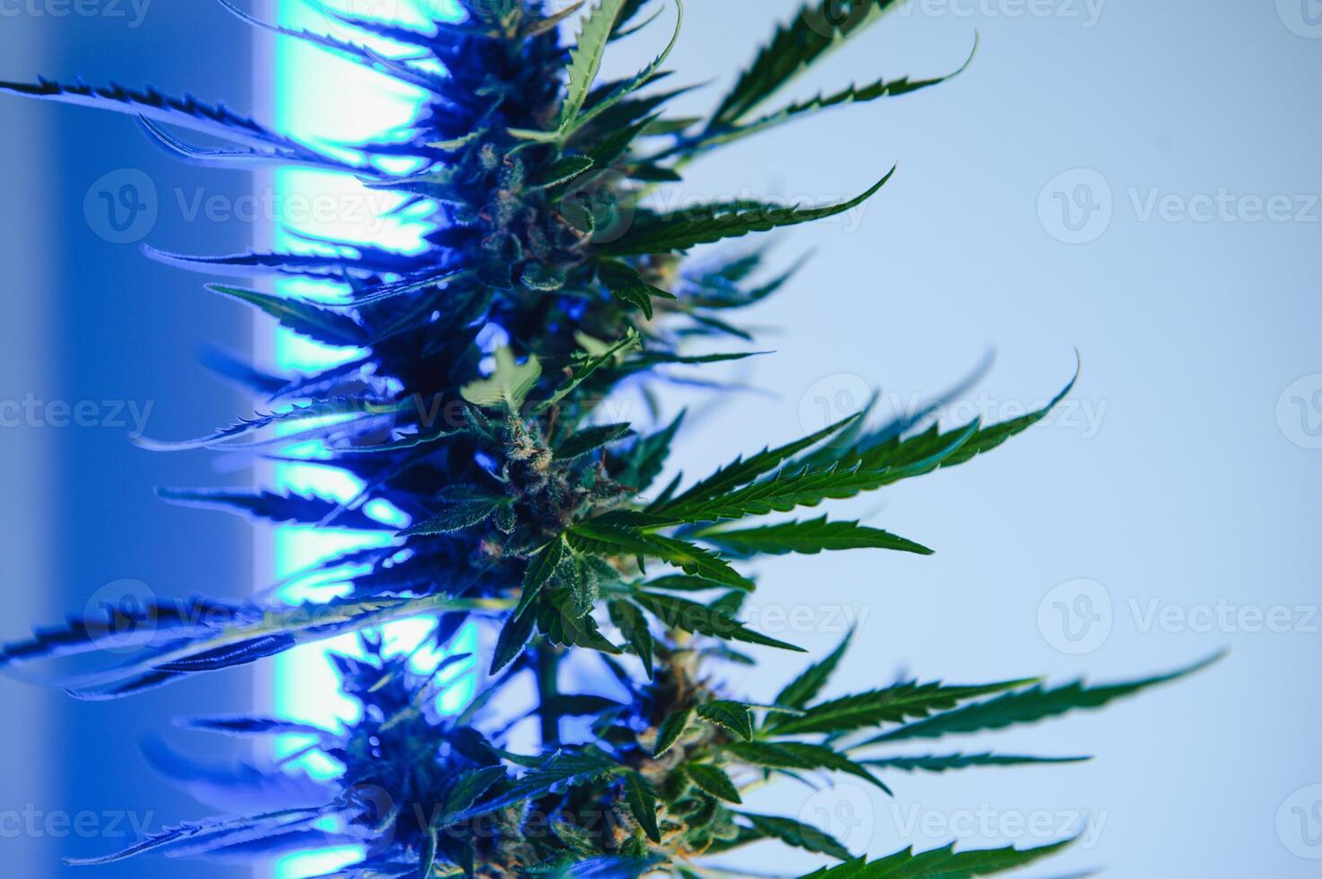 Deep purple Cannabis plant. Marijuana flower. Medical Marijuana in violet neon light on black background. Aesthetic beautiful cannabis hemp photo