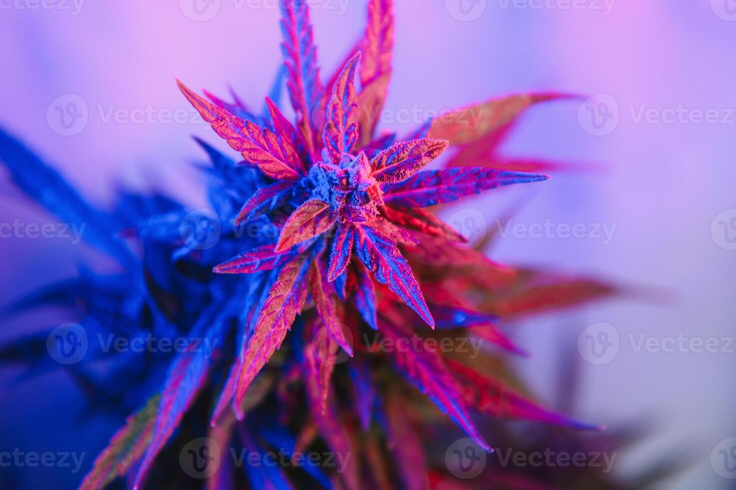 Cannabis Marijuana plant in Vaporwave deep purple neon style. Medical plant of Cannabis or Hemp with flowering buds and ultraviolet light. Blooming vegetative bush with crystal trichomes photo
