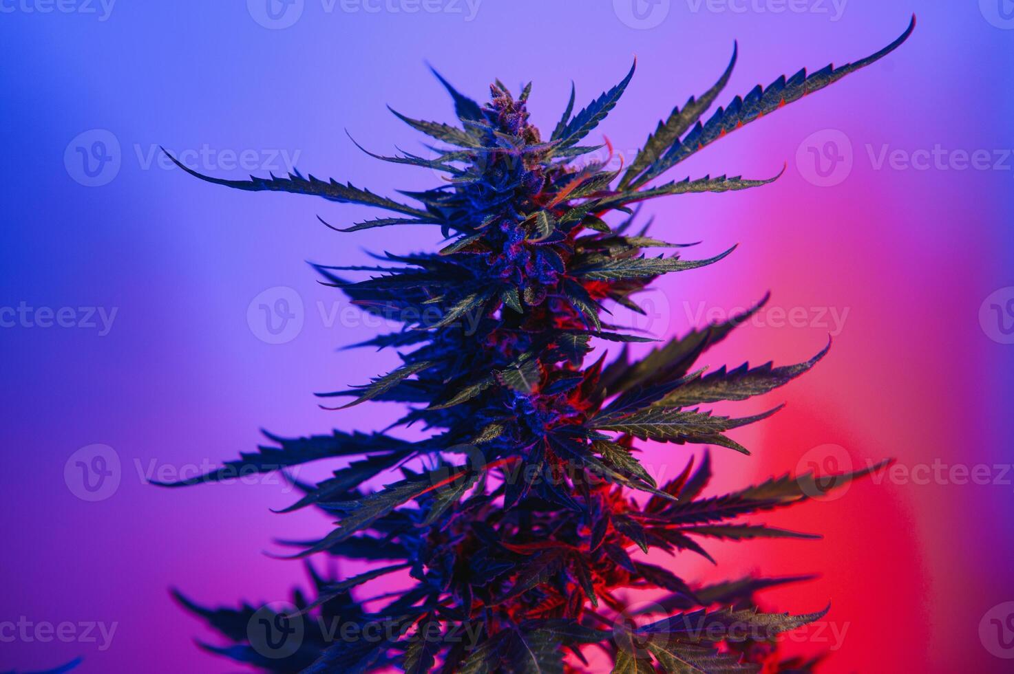 Cannabis Marijuana Leaf Background. Aesthetic beautiful medical marijuana leaves. Long banner with big purple cannabis leaf in colored light. Colorful hemp background photo
