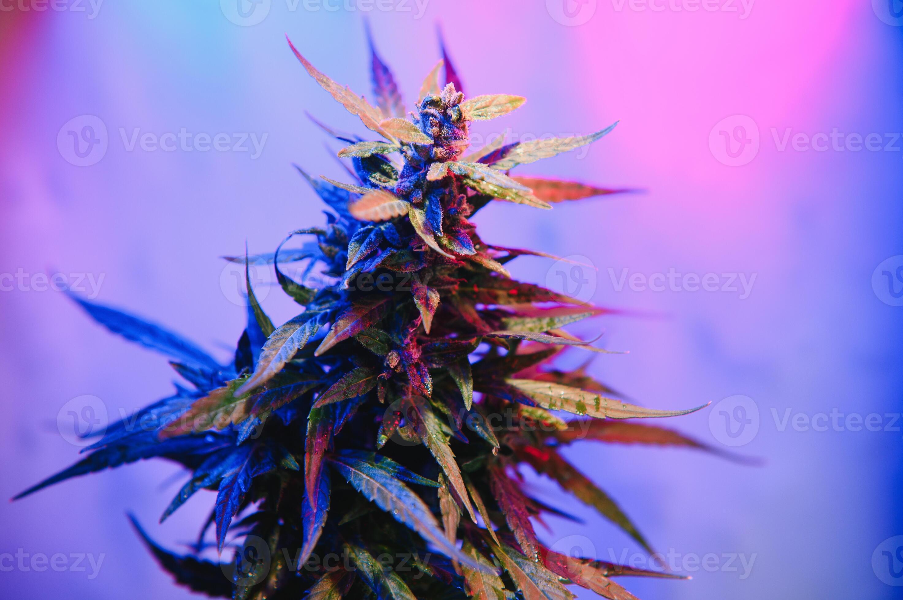 Indica Flower Onlyfans: Creating Waves - 0zpxwfq
