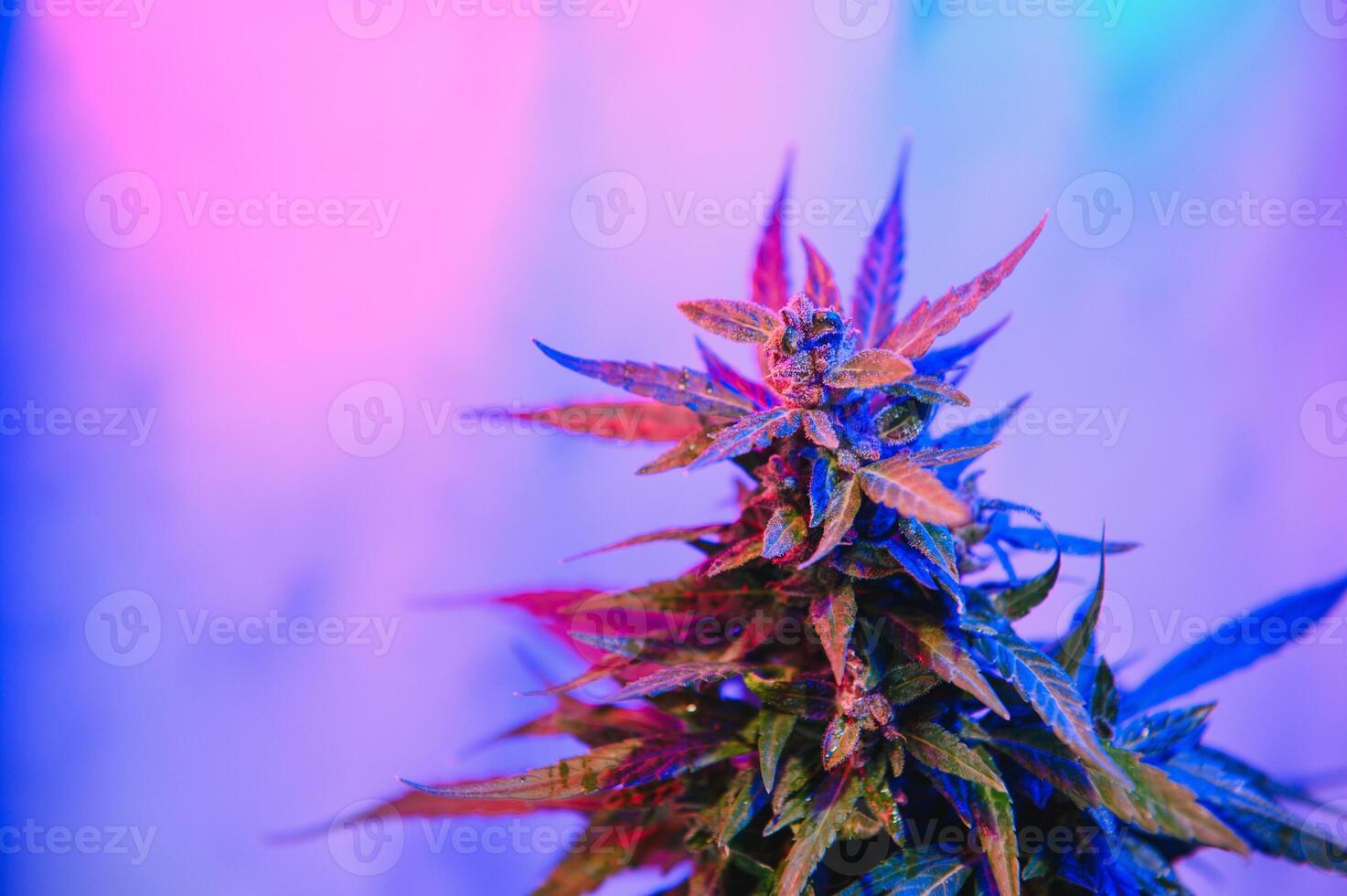 Marijuana medicinal plant in light pastel colors. A hemp bush with a creamy pink purple light and a blue-green tint. Fresh new look art style of alternative medicinal marijuanna in fluorescent light. photo