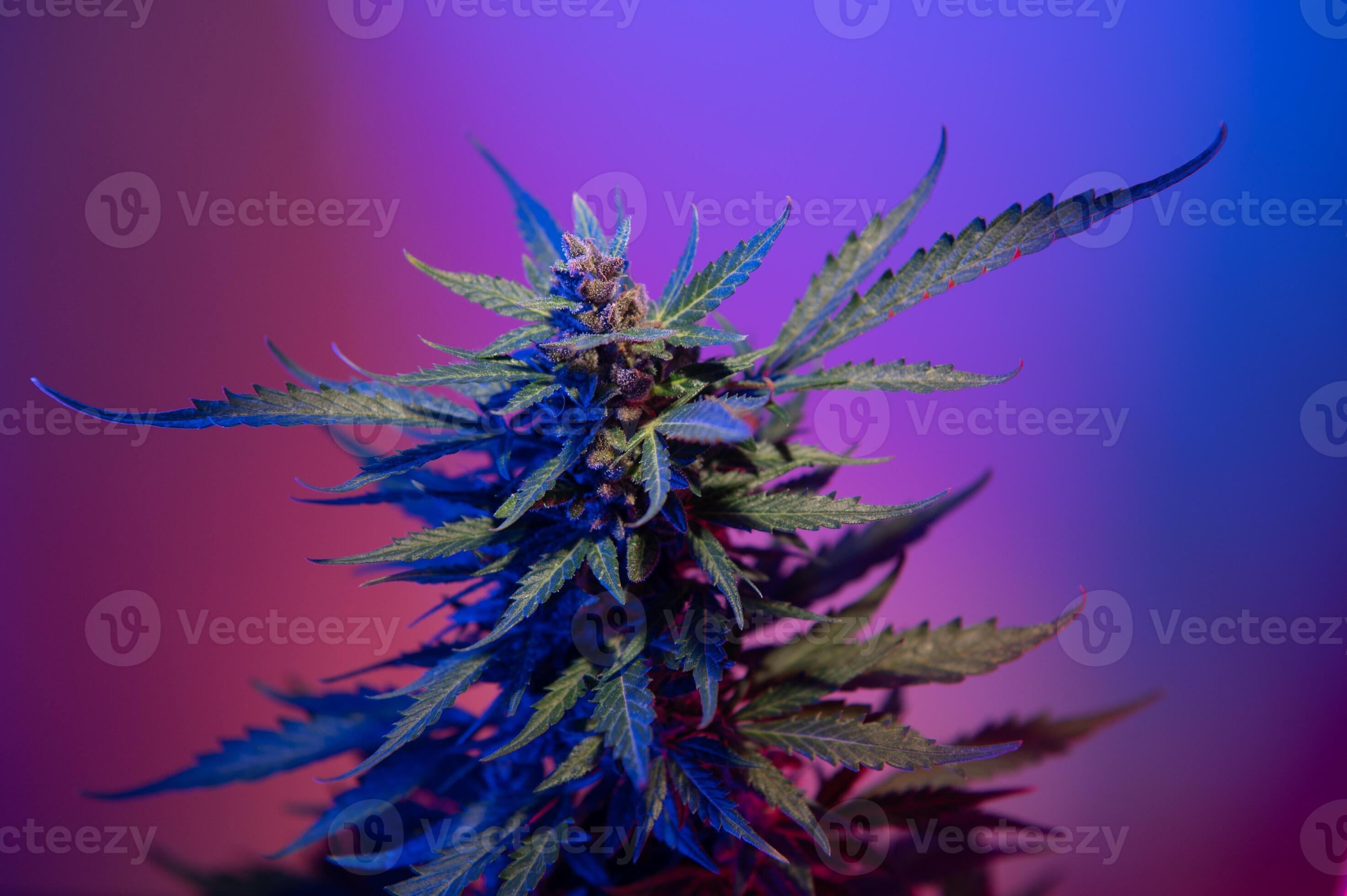 Indica Flower Onlyfans: Creating Waves - oh9sa17