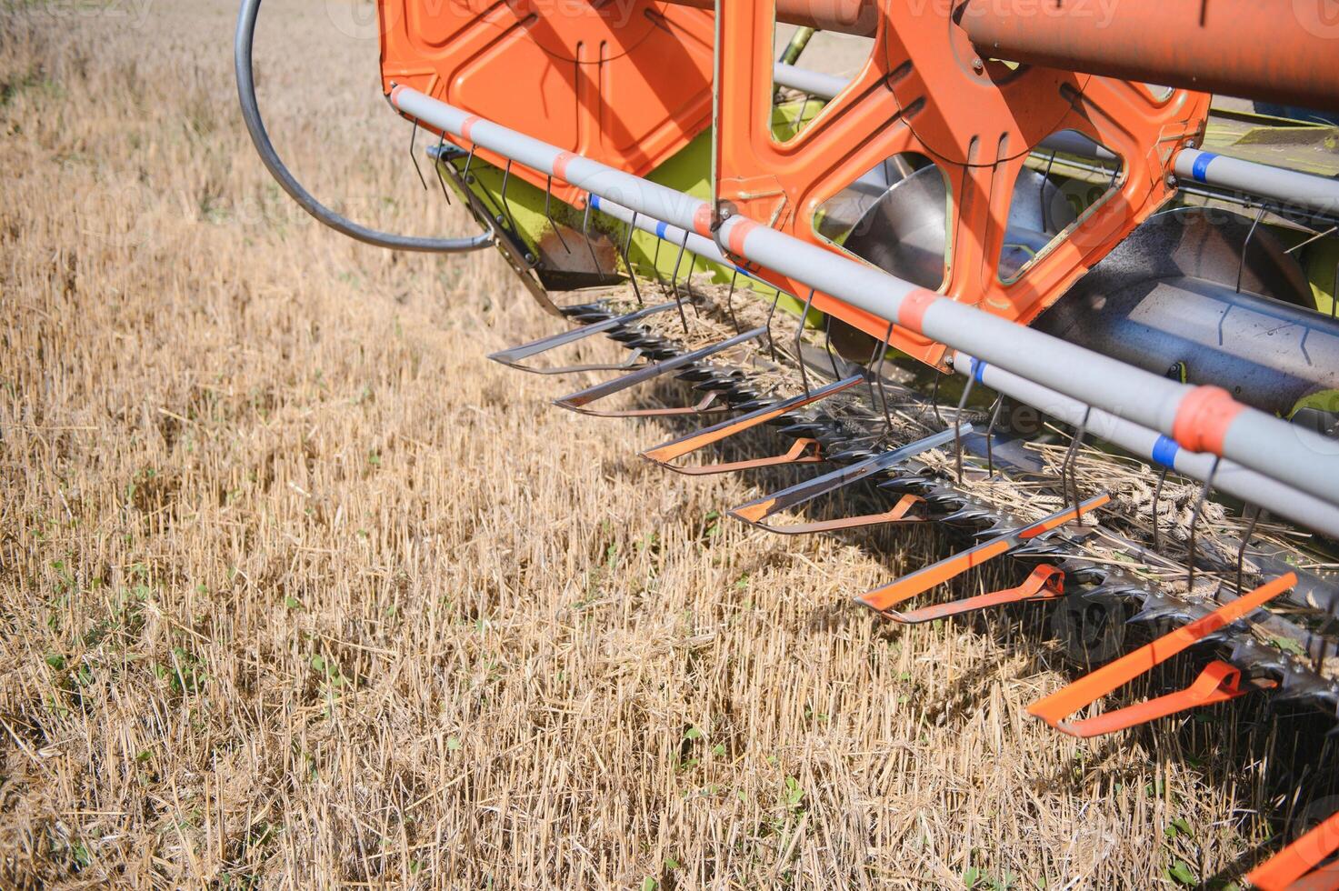 Harvester machine to harvest wheat field working. Combine harvester agriculture machine harvesting golden ripe wheat field. Agriculture. photo