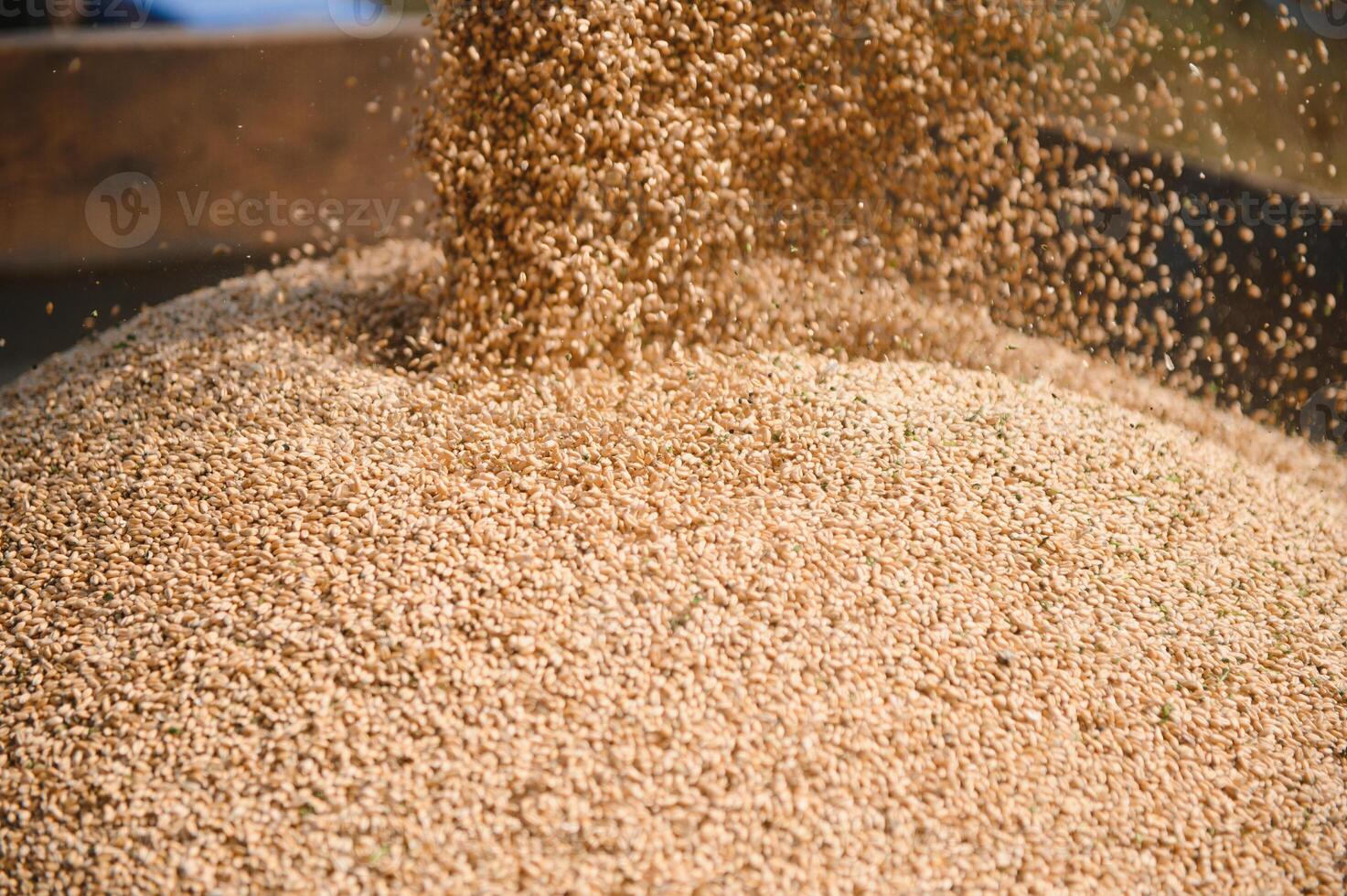 Close up view of combine harvester pouring a tractor-trailer with grain during harvesting. photo