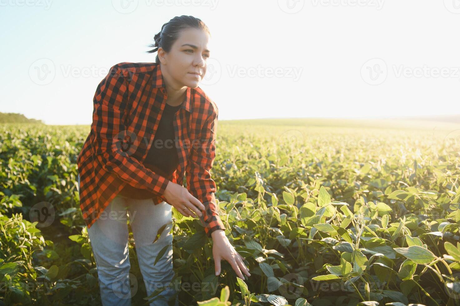 A female farmer in soybean field photo