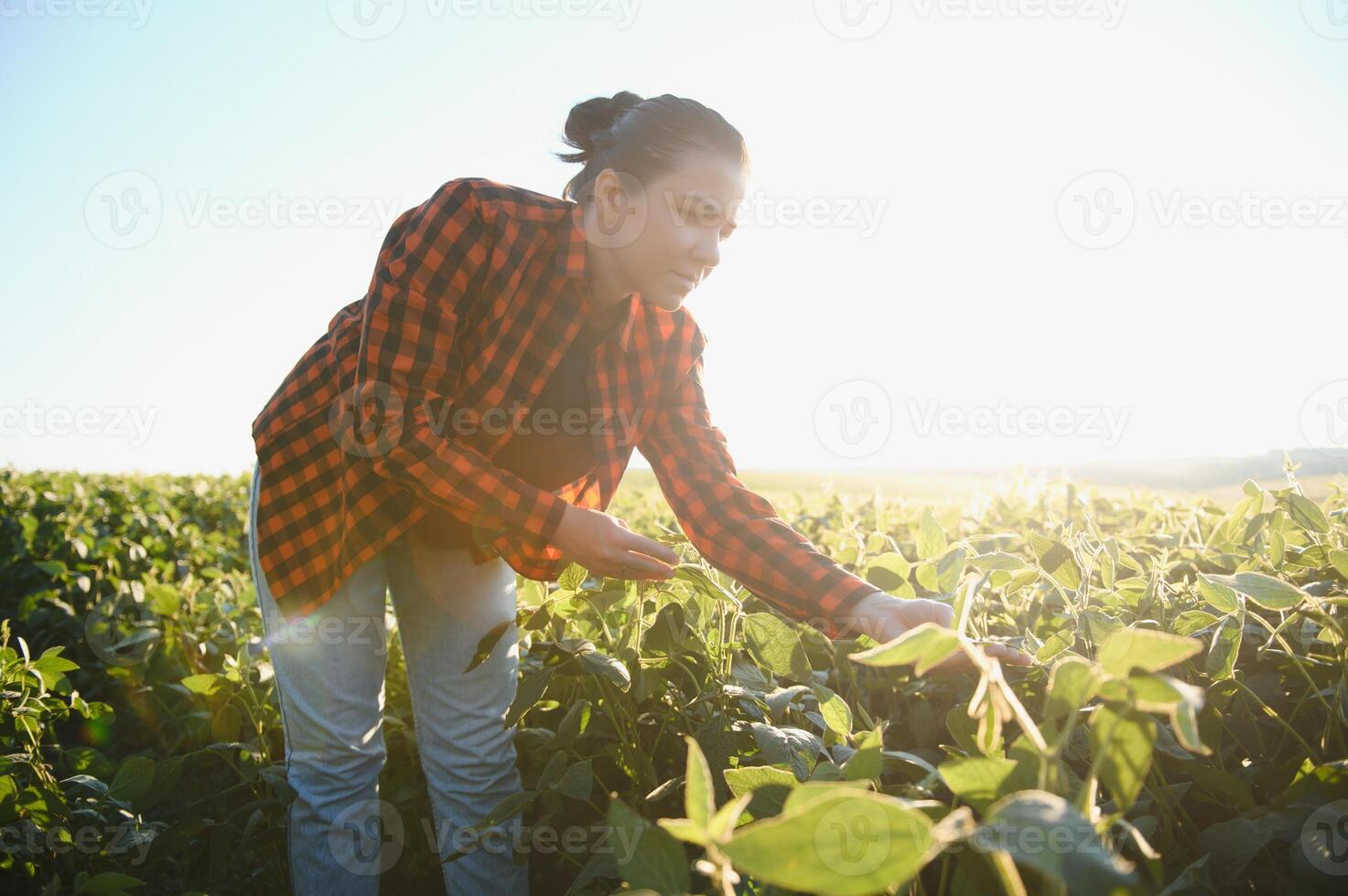 Female farmer or agronomist examining green soybean plants in field photo