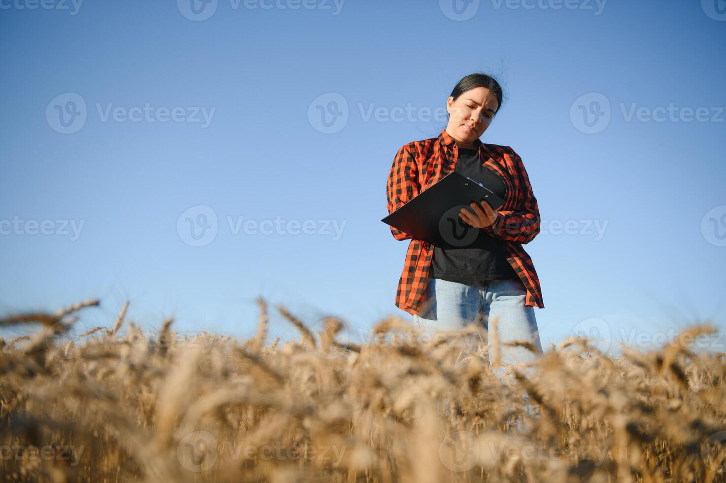 Woman farmer agronomist working in grain field and planning income of harvest. Female examining and checking quality control of produce wheat crop. Agriculture management and agribusiness photo