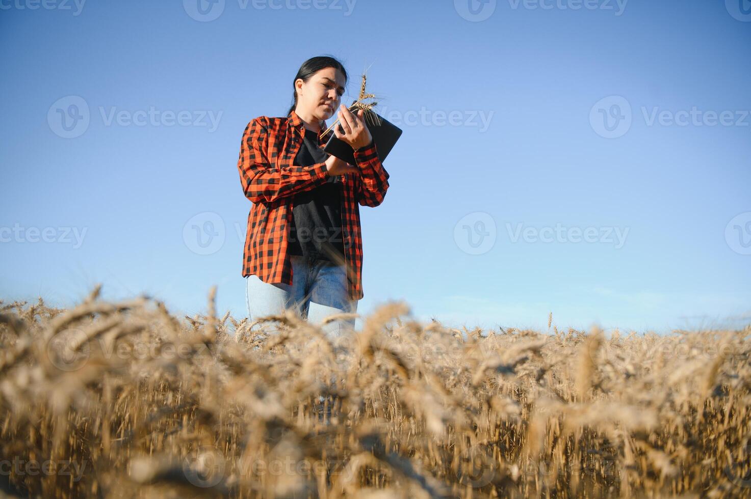 Woman farmer agronomist working in grain field and planning income of harvest. Female examining and checking quality control of produce wheat crop. Agriculture management and agribusiness photo