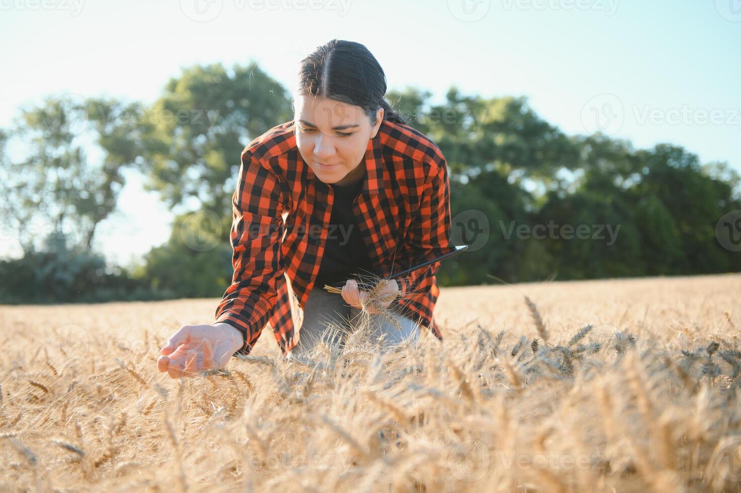 Woman farmer agronomist working in grain field and planning income of harvest. Female examining and checking quality control of produce wheat crop. Agriculture management and agribusiness photo