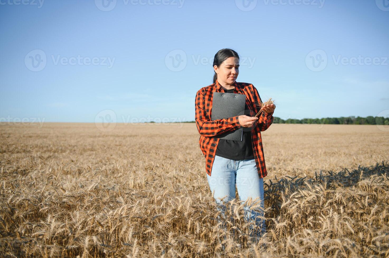 Woman farmer agronomist working in grain field and planning income of harvest. Female examining and checking quality control of produce wheat crop. Agriculture management and agribusiness photo
