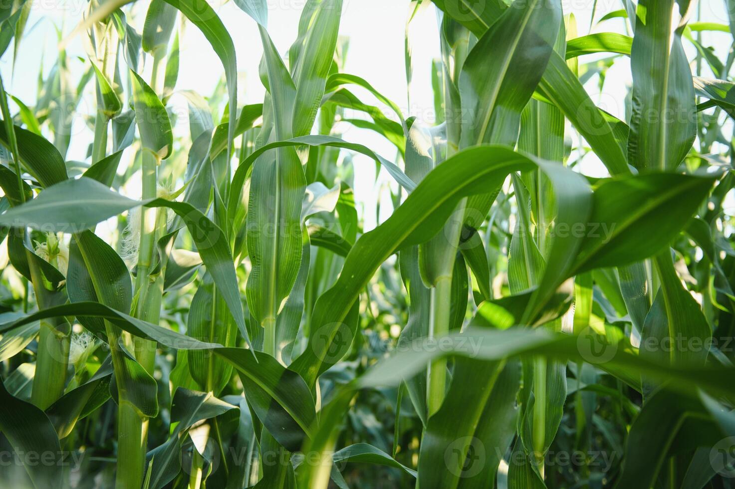 Green field of young corn under the sunlight photo