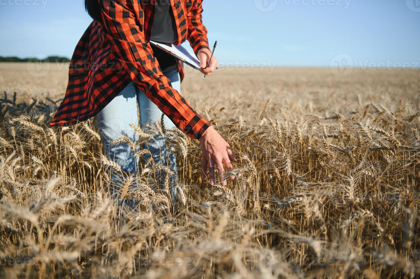 Woman farmer agronomist working in grain field and planning income of harvest. Female examining and checking quality control of produce wheat crop. Agriculture management and agribusiness photo