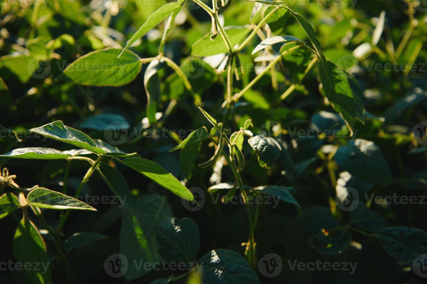 Soy field in early morning. Soy agriculture. photo