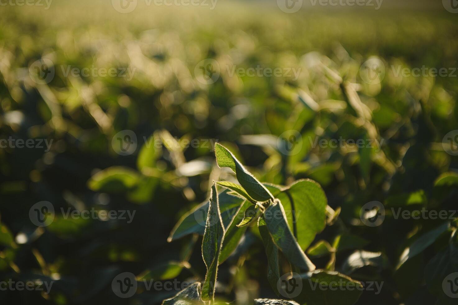 Soy field and soy plants in early morning light. Soy agriculture photo