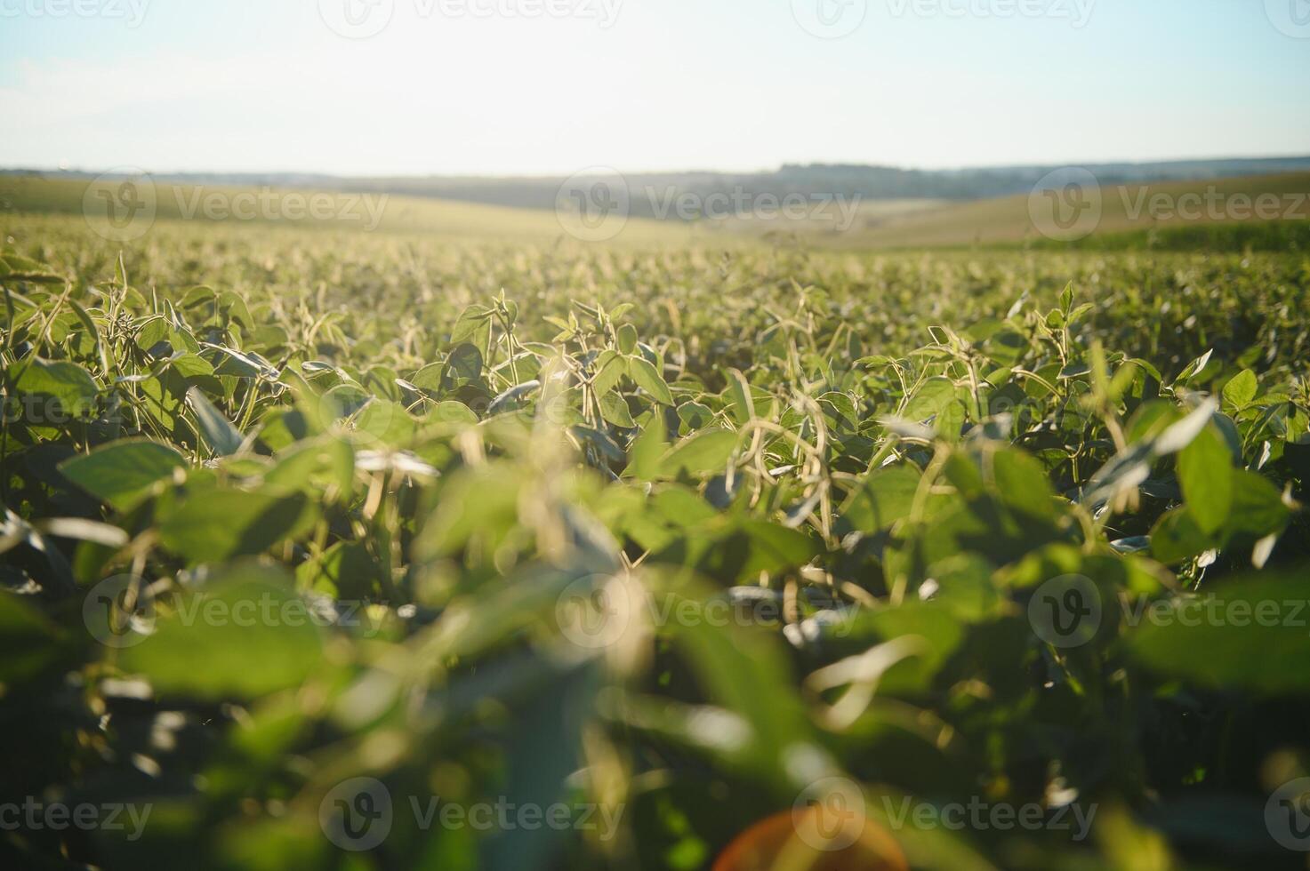 Soy field and soy plants in early morning light. Soy agriculture photo