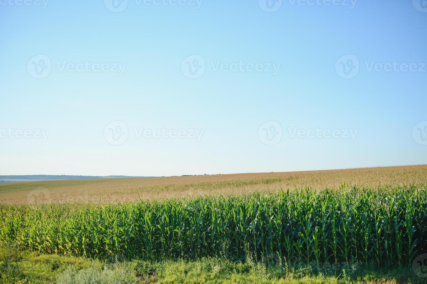 Green field of young corn under the sunlight photo