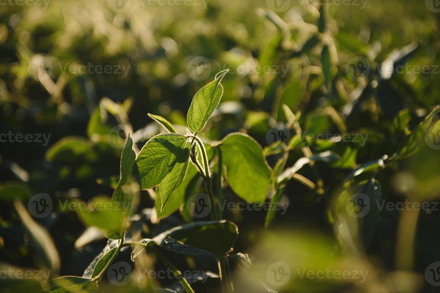 Soy field in early morning. Soy agriculture. photo