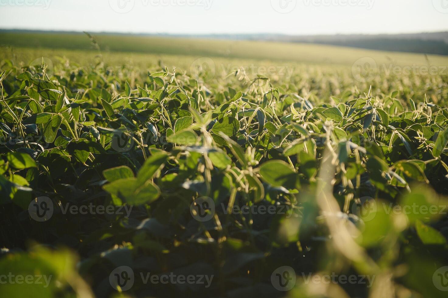 Dramatic landscape at sunset. Soybean lit by sunrays. Selective focus on detail. photo