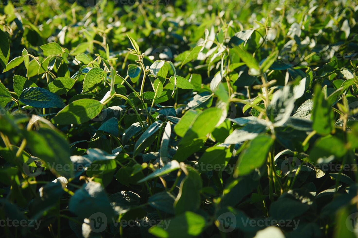 Soy field and soy plants in early morning light. Soy agriculture photo