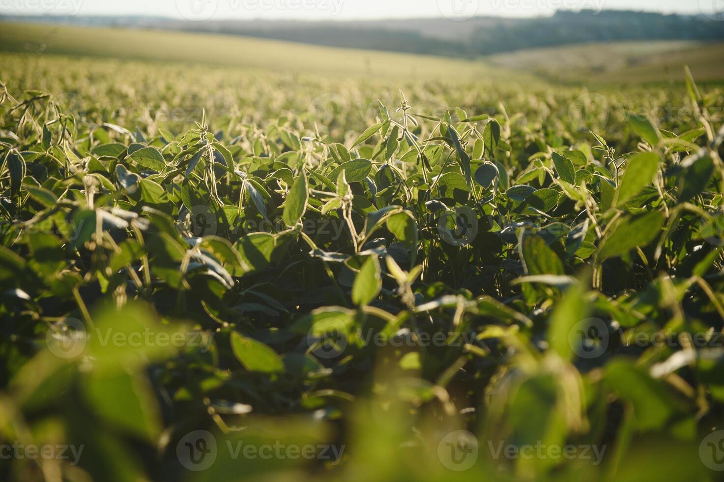 Soy field and soy plants in early morning light. Soy agriculture photo