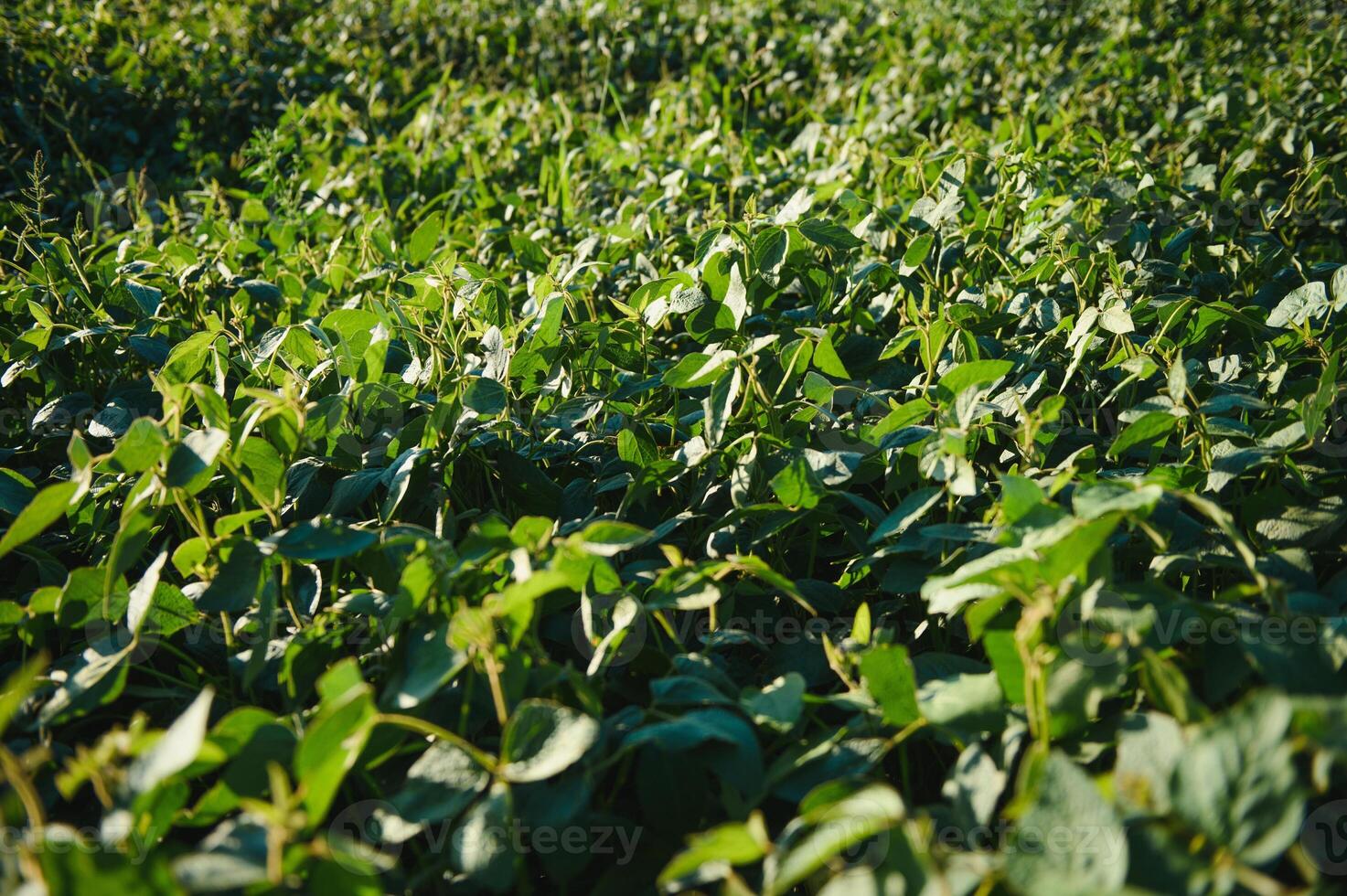 Dramatic landscape at sunset. Soybean lit by sunrays. Selective focus on detail. photo