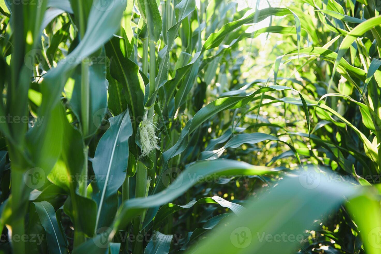 Green field of young corn under the sunlight photo