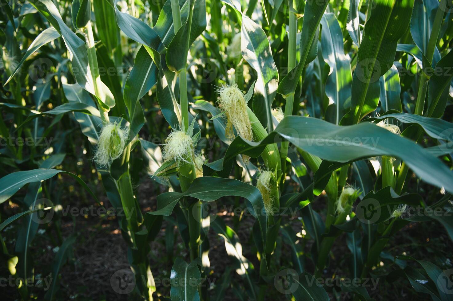 Green field of young corn under the sunlight photo