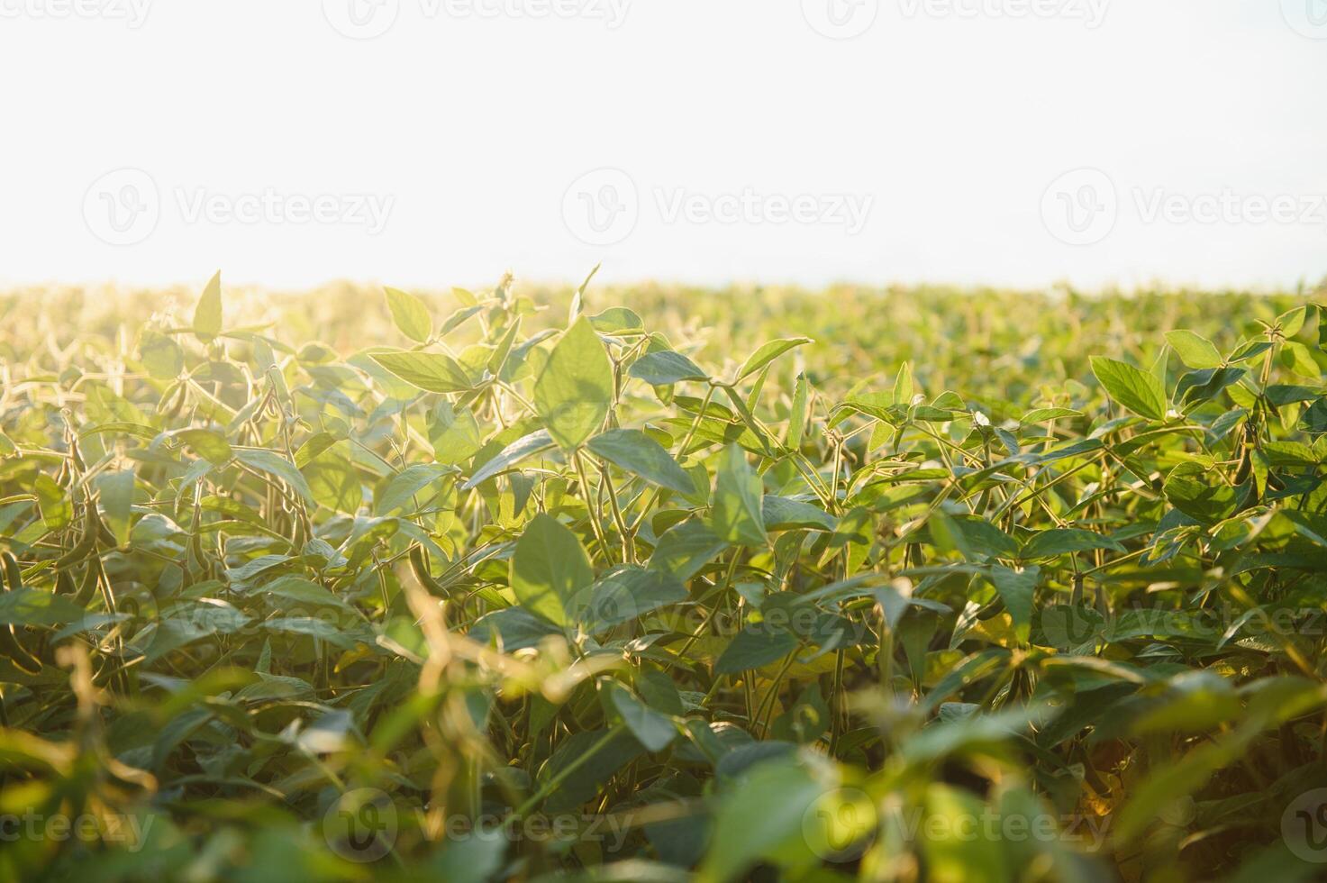 Soybean field, green field, agriculture landscape, field of soybean on a sunset sky background photo
