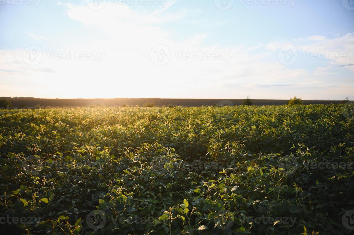 Soybean field, green field, agriculture landscape, field of soybean on a sunset sky background photo