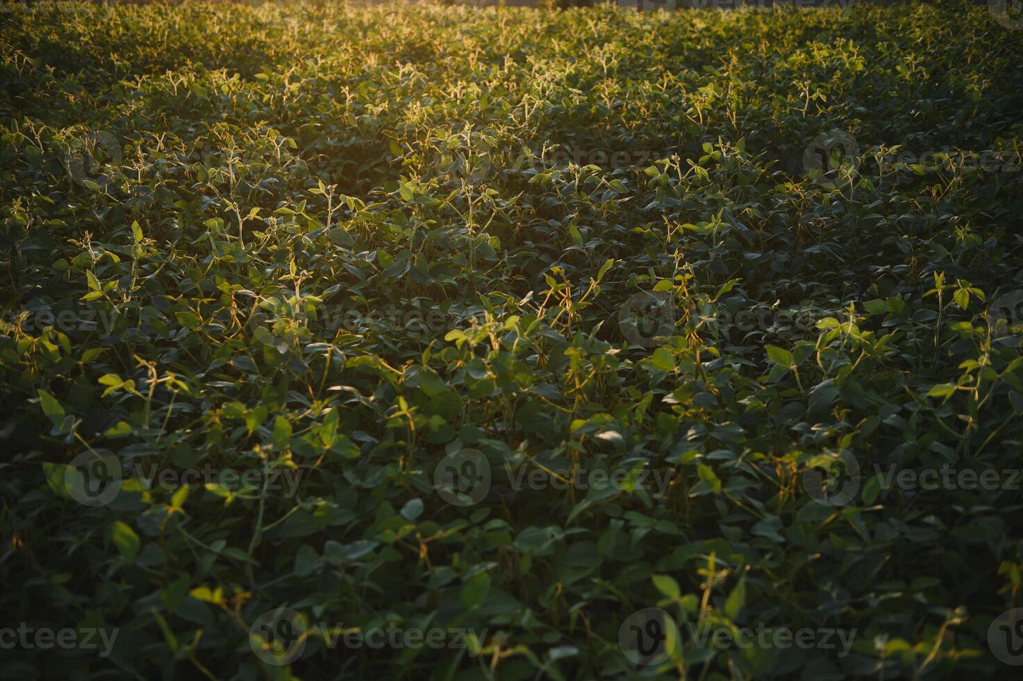 Close up of soybean plant in cultivated agricultural field, agriculture and crop protection photo