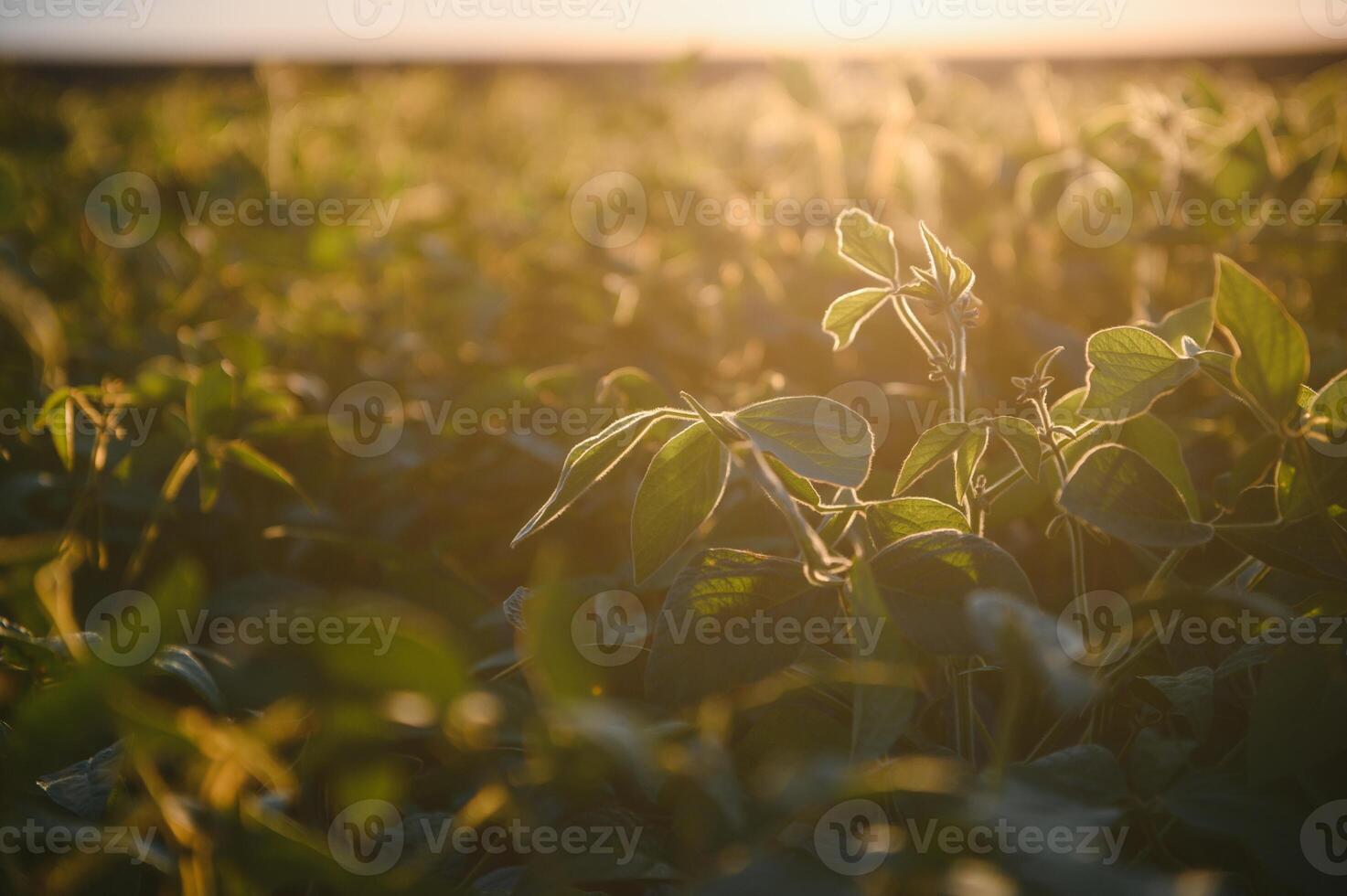 Soybean field, green field, agriculture landscape, field of soybean on a sunset sky background photo