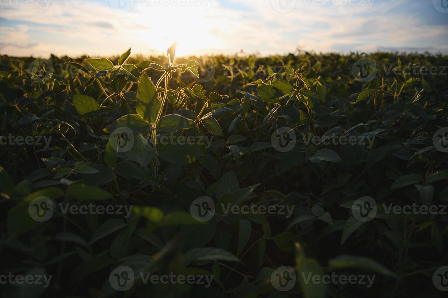 Open soybean field at sunset.Soybean field. photo