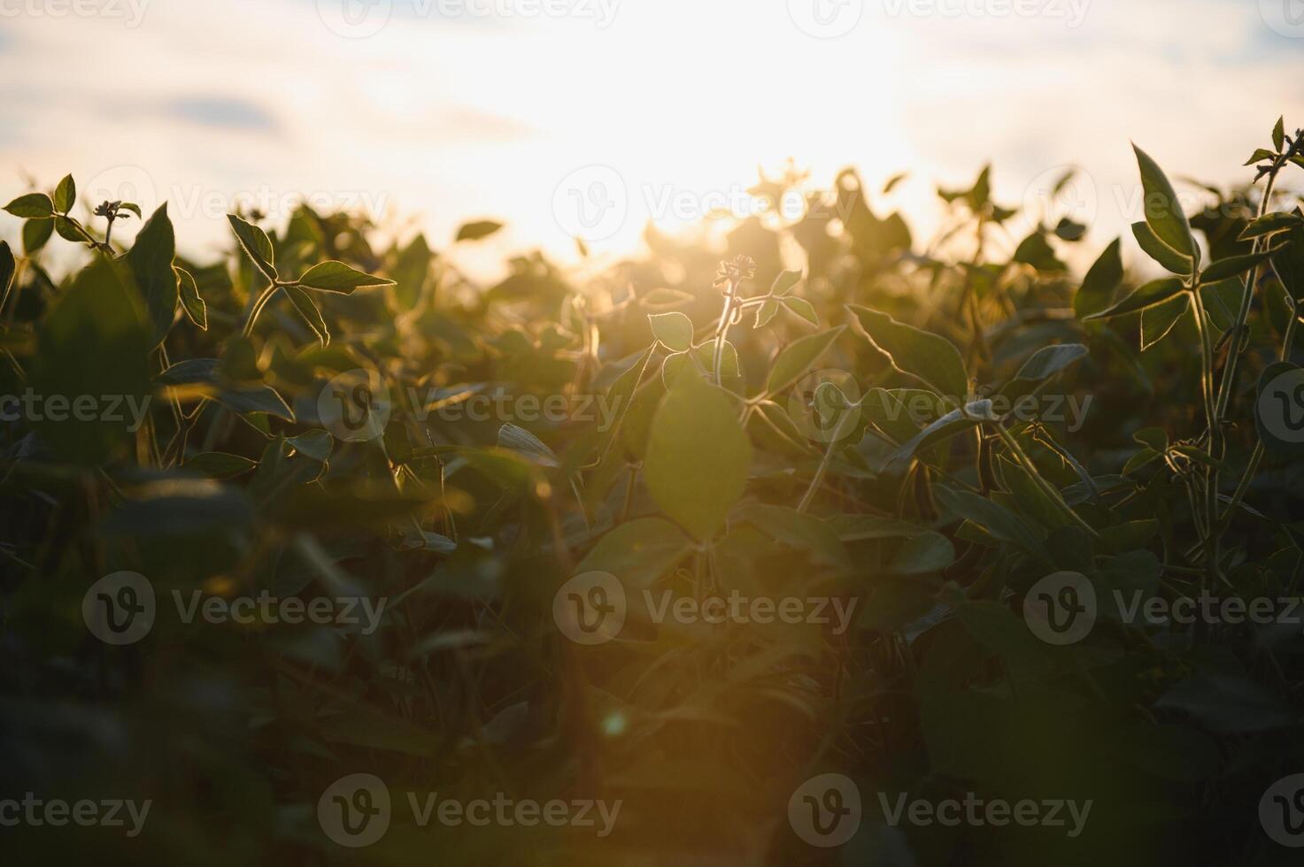 Soybean field, green field, agriculture landscape, field of soybean on a sunset sky background photo