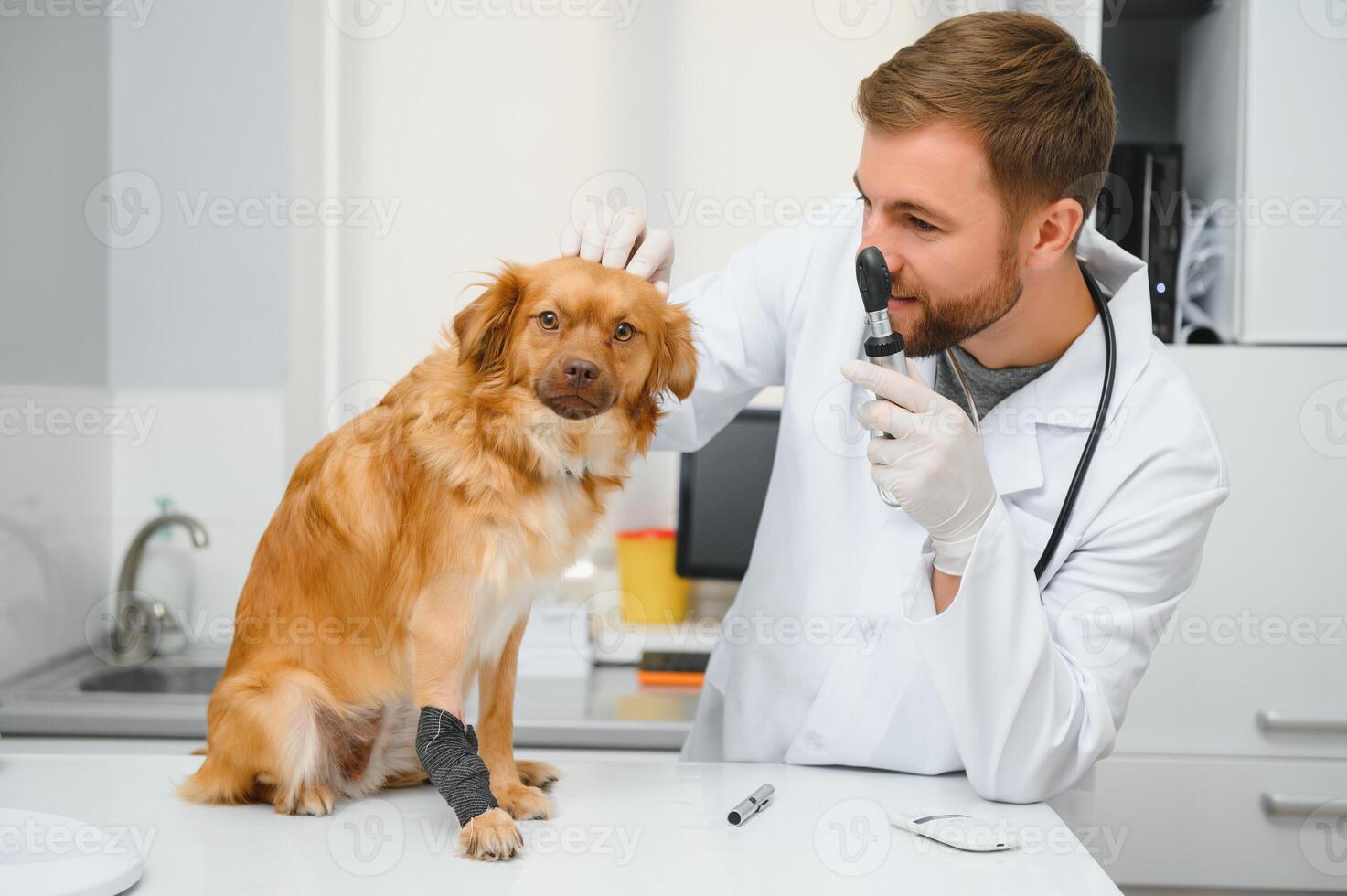 Happy veterinarians examining dog in clinic photo
