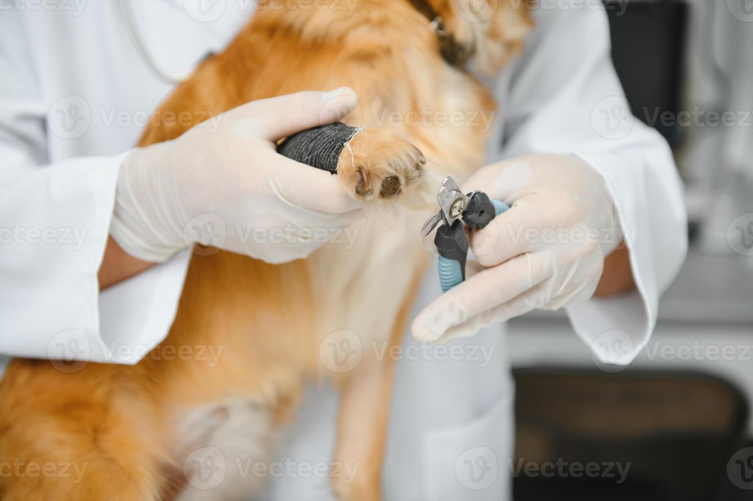 veterinarian examine dog in vet clinic. photo