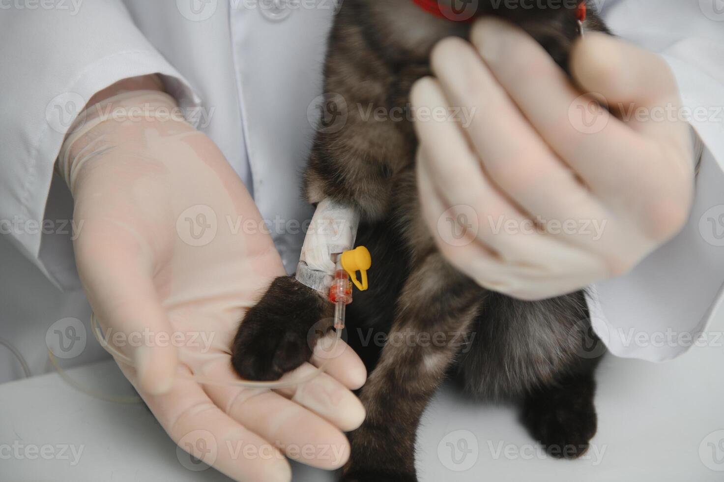 Cat on examination table of veterinarian clinic. Veterinary care. Vet doctor and cat. photo