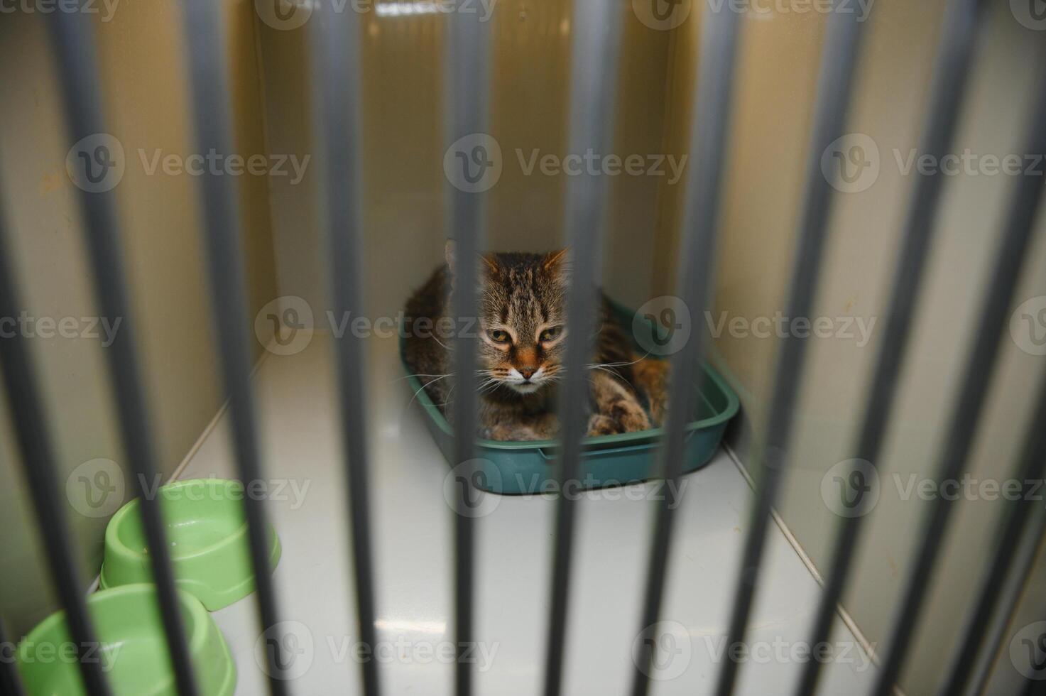 Abandoned cat behind the fence in animal shelter. Pet adoption. Playful tabby cat photo
