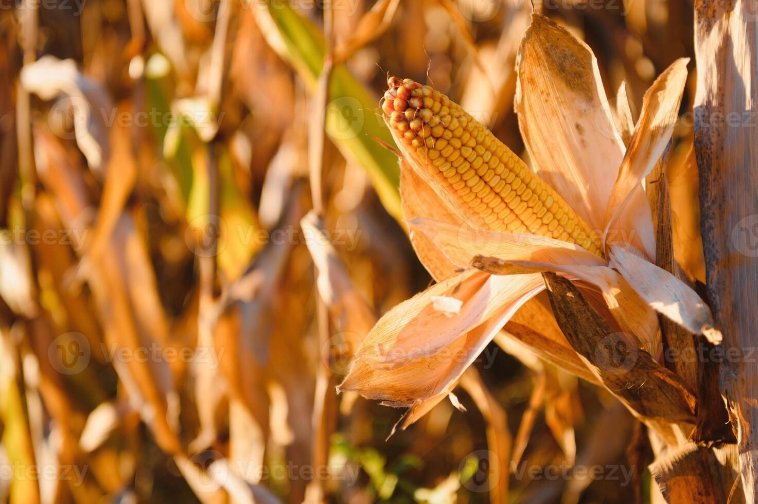 close-up yellow ripe corn on stalks for harvest in agricultural cultivated field, fodder industry. photo