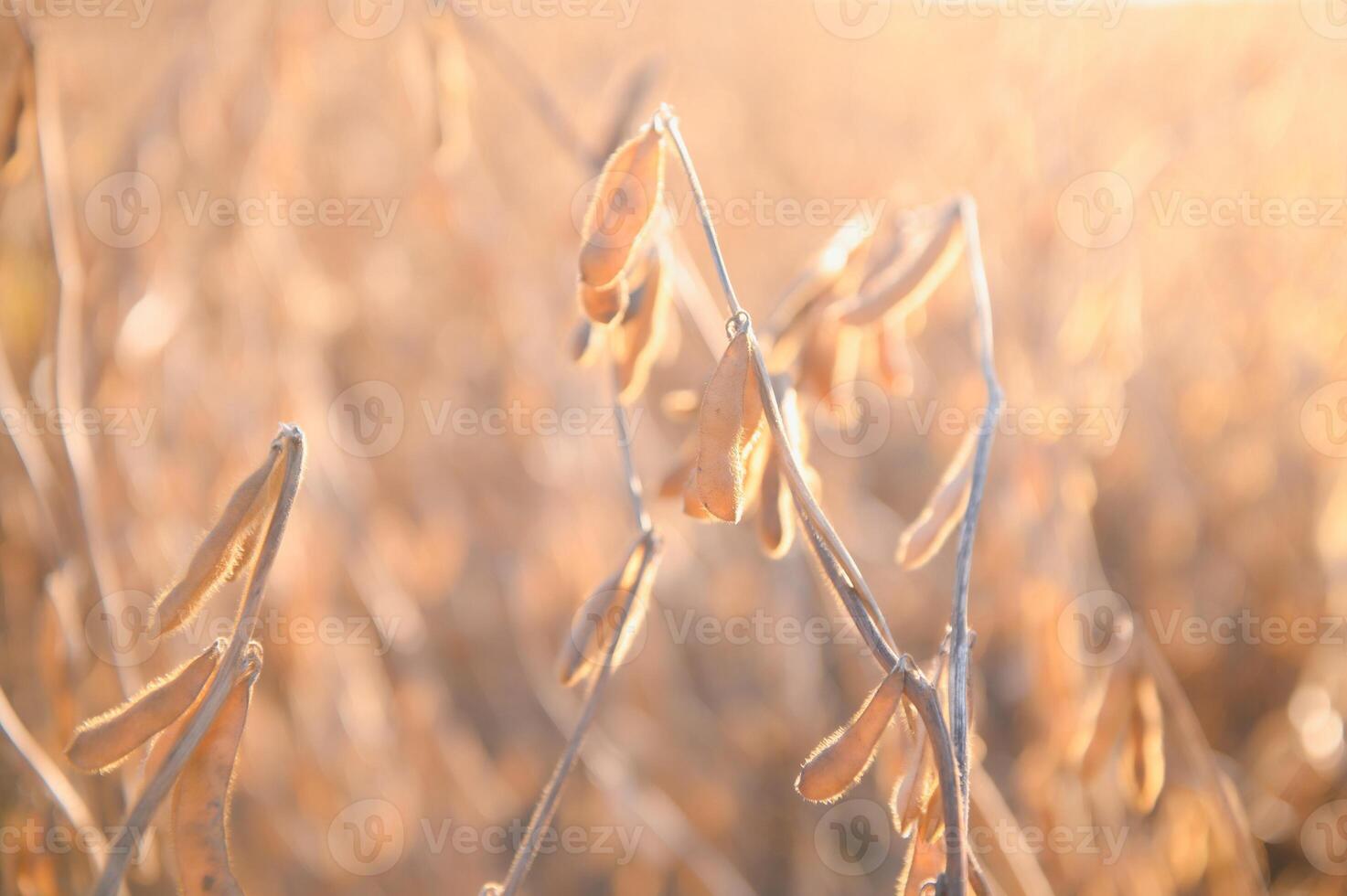 Soybean lit by sunrays. Selective focus on detail. photo